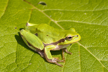 Green Tree Frog on a green leaf close-up  / Hyla arborea