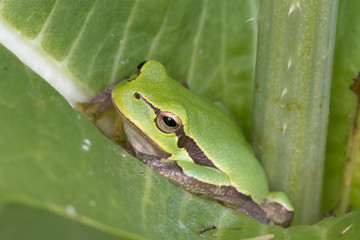Green Tree Frog on a green leaf close-up / Hyla arborea