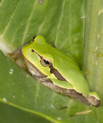 Green Tree Frog on a green leaf close-up  / Hyla arborea
