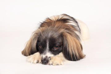 papillon dog Close-up portrait on a white background