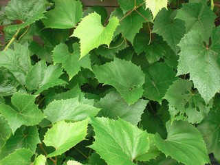 Green Grape Leafs Background