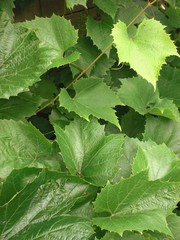 Green Grape Leafs Background 2