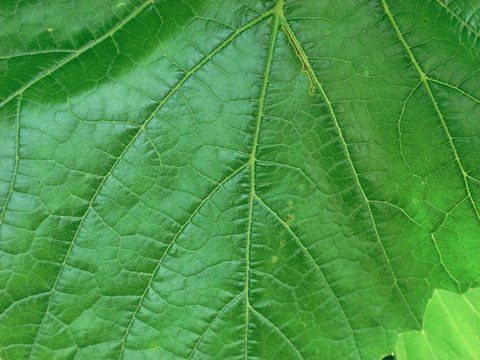 Grape Leaf Magnification Background