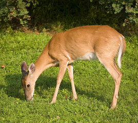 Grazing doe