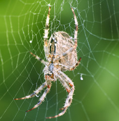 gartenkreuzspinne im Netz