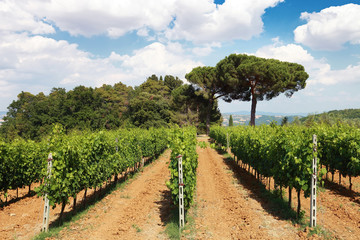 Fototapeta na wymiar Rows of Grape Vines in Tuscany Vineyard, Italy