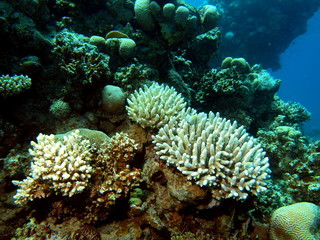 Fototapeta na wymiar Каменные кораллы, Красное море, Дахаб