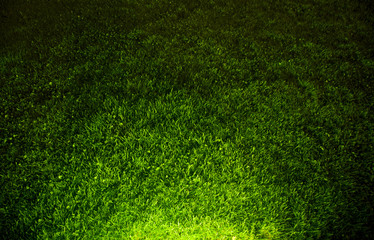 Dark contrasted green grass background