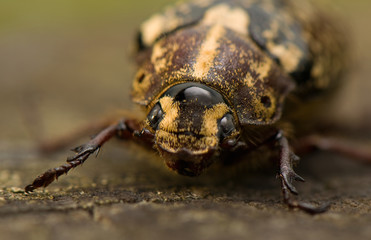 Polyphylla fullo