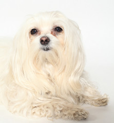 female Maltese dog on a white background