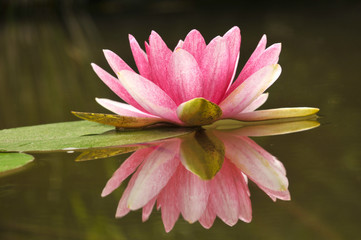 Blossom waterlily flowers