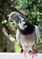 City bird pigeon