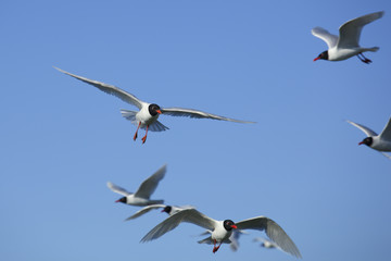 seagulls in flight
