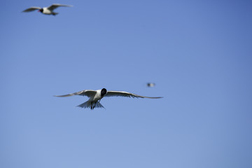 Seagull in flight