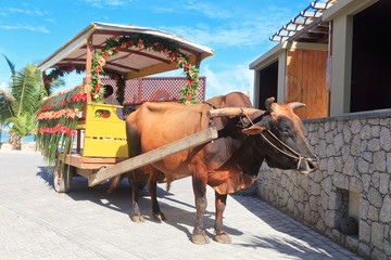bull carriage in Seychelles