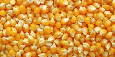 Maize corn © Claudio Divizia