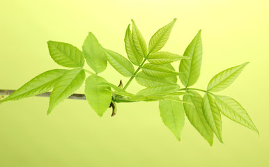 Branch with green leaves on green background