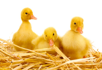 Three duckling on straw isolated on white