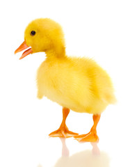 Duckling isolated on white