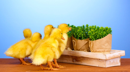Duckling and bush on wooden table on blue background