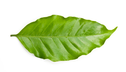 coffee leaf.