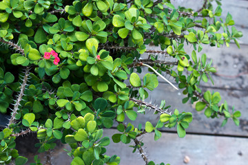 Crown of thorns flowers in the garden wood background.