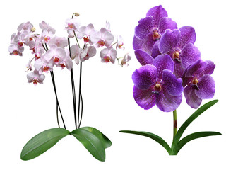 Fototapeta na wymiar Orchids flowers it is isolated