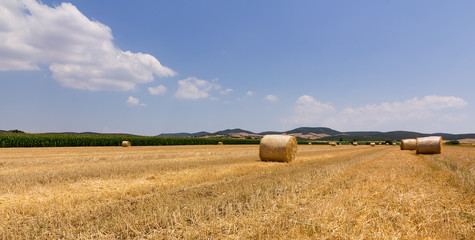 Fototapeta premium Harvested wheat field with balls of straw