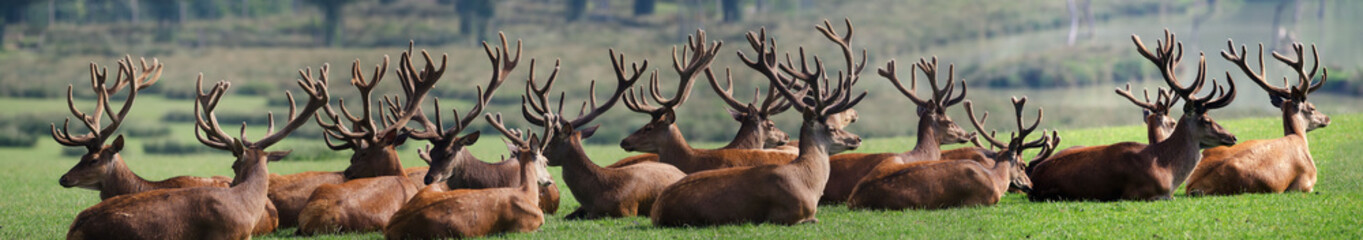 the herd of deer - obrazy, fototapety, plakaty