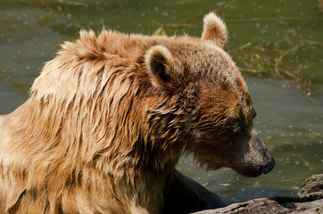 grizzly Bear