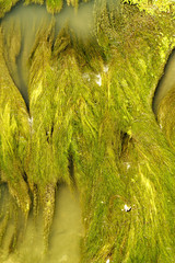 aquatic vegetation abstraction