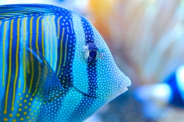 Tang Fish