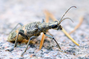 Bug