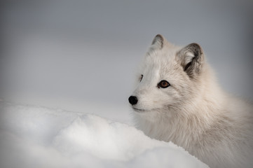 An Arctic Fox in its' winter coat...Looking left
