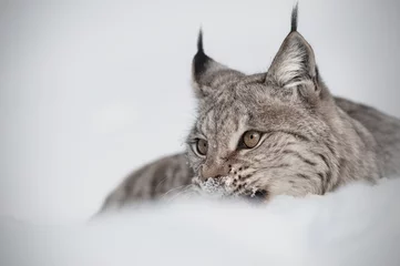Meubelstickers Euraziatische Lynx © andyastbury