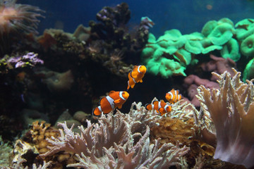 Naklejka na ściany i meble Coral reef and colorful fish