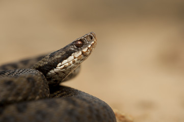 European Adder