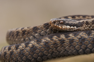 European Adder