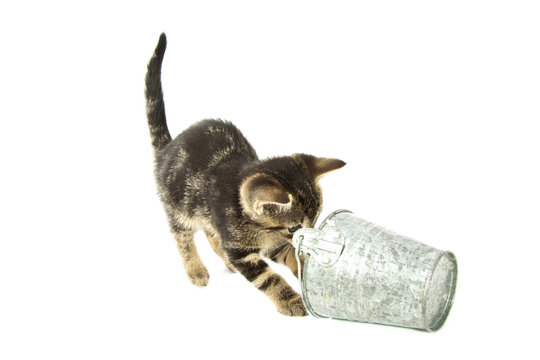 Cats play