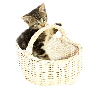Lovely kitten