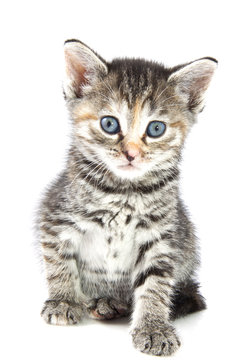 Adorable kitten