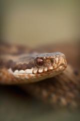 European Adder