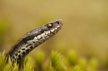 European Adder