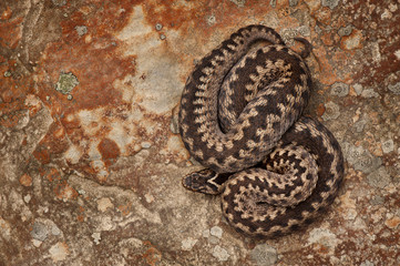 European Adder on Sandstone
