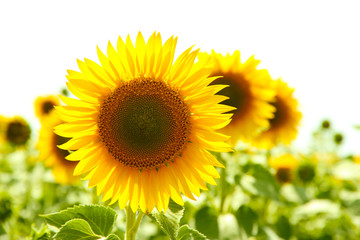 Fototapeta premium Sunflower field