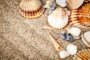 varietà di conchiglie