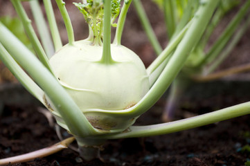 Kohlrabi im Beet