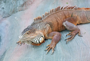 Green Iguana in a zoo