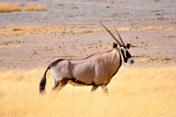 Oryx