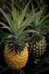 Growing pineapples on a plant